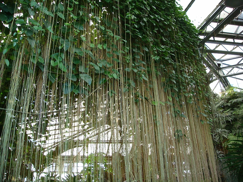 355 Longwood Gardens [2008 August 23].JPG - Longwood Gardens in Pennsylvania